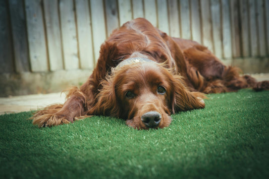 Combien de temps un chien peut rester sans manger ?