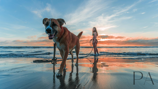 chien été chaleur