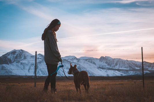 Activité insolite avec son chien
