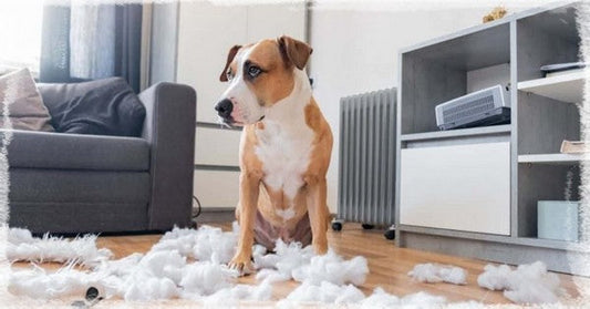 Mon chien détruit tout lorsque je m'absente : que faire ?