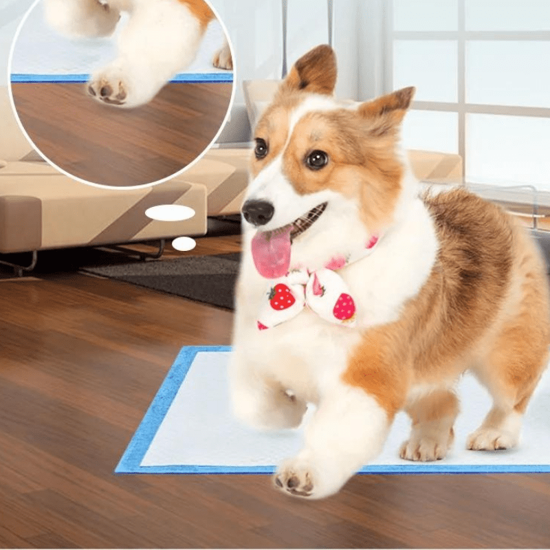 Aleses jetables pour chiens corgi