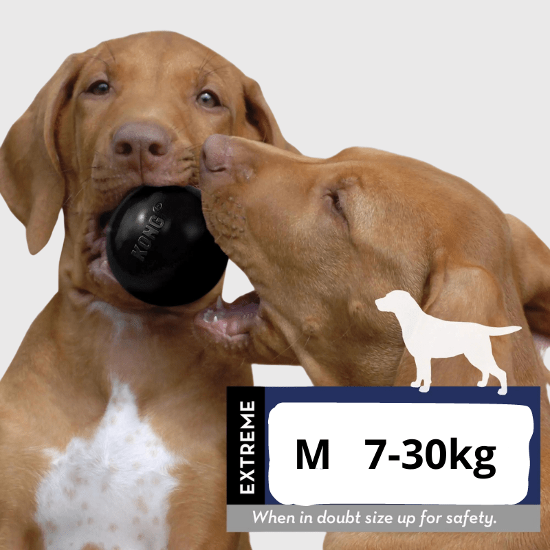 Balle Kong pour chien braque