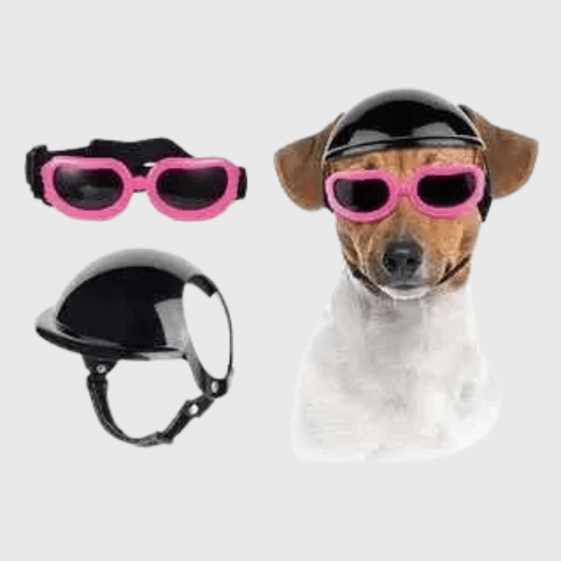 Casque de moto chien avec des lunettes Colorés jack russel