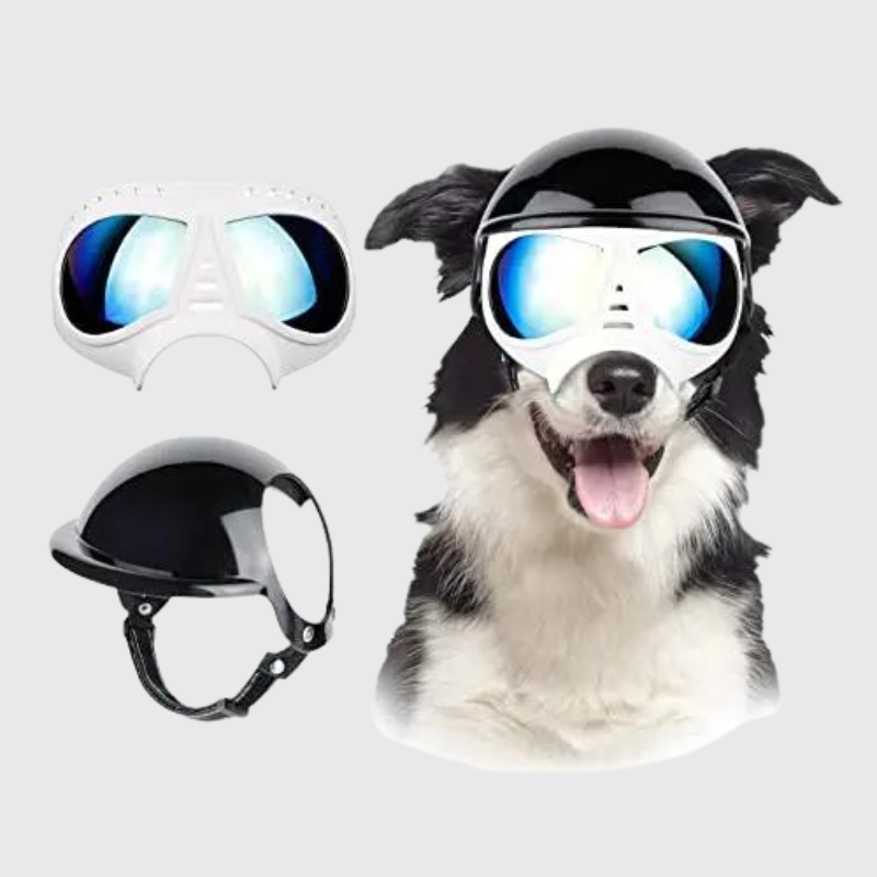Casque et lunette moto pour chien blanc