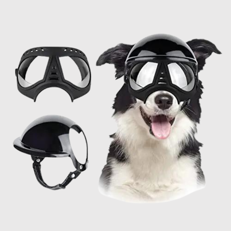 Casque et lunette moto pour chien border collie
