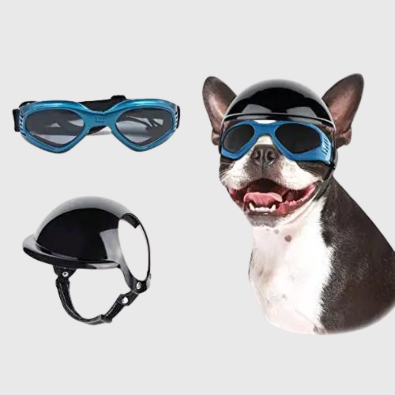 Casque et lunette moto pour chien bouledogue