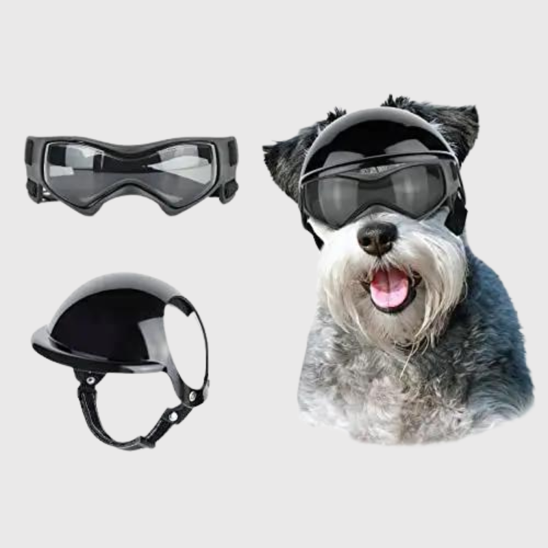 Casque et lunette moto pour chien caniche