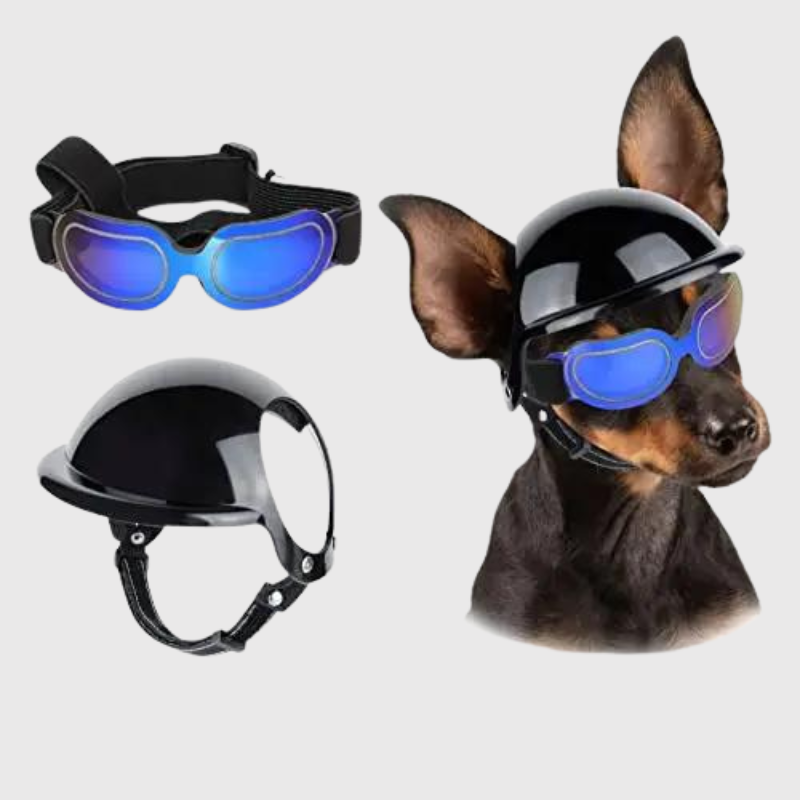Casque et lunette moto pour chien loulou
