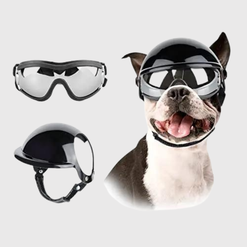 Casque et lunette moto pour chien pitbull