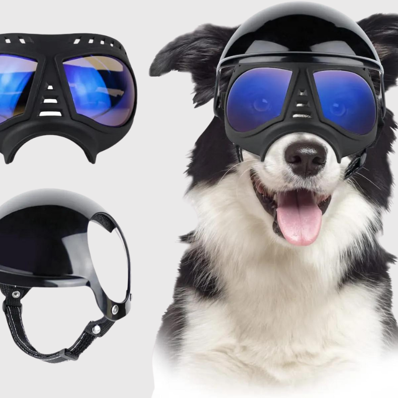 Casque et lunette moto pour chien reflet bleu