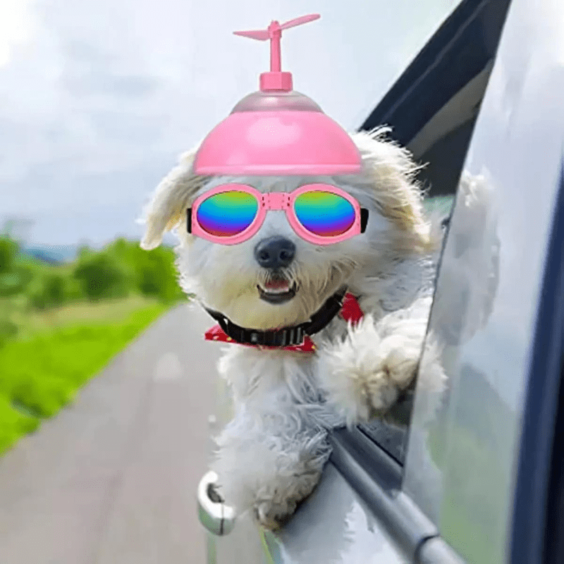 Casque moto cuir vintage pour chien caniche