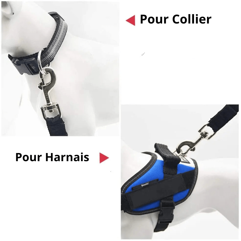 Ceinture chien voiture collier harnais