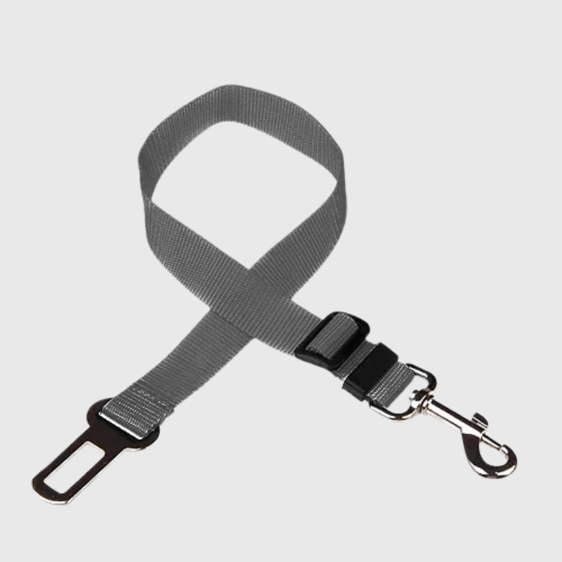 Ceinture chien voiture gris
