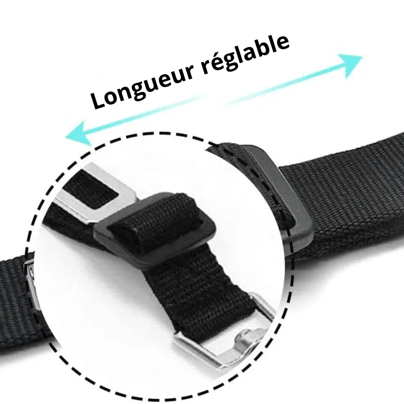 Ceinture chien voiture longueur