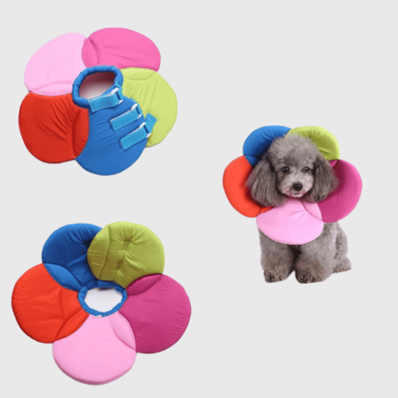 Collerette pour chien en forme de fleur Multicolore modele sur un chien
