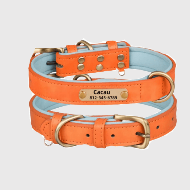 Collier chien plaque orange