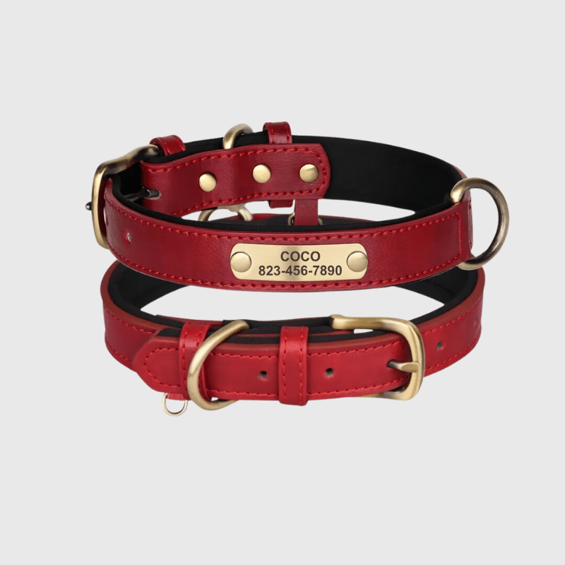 Collier chien plaque rouge