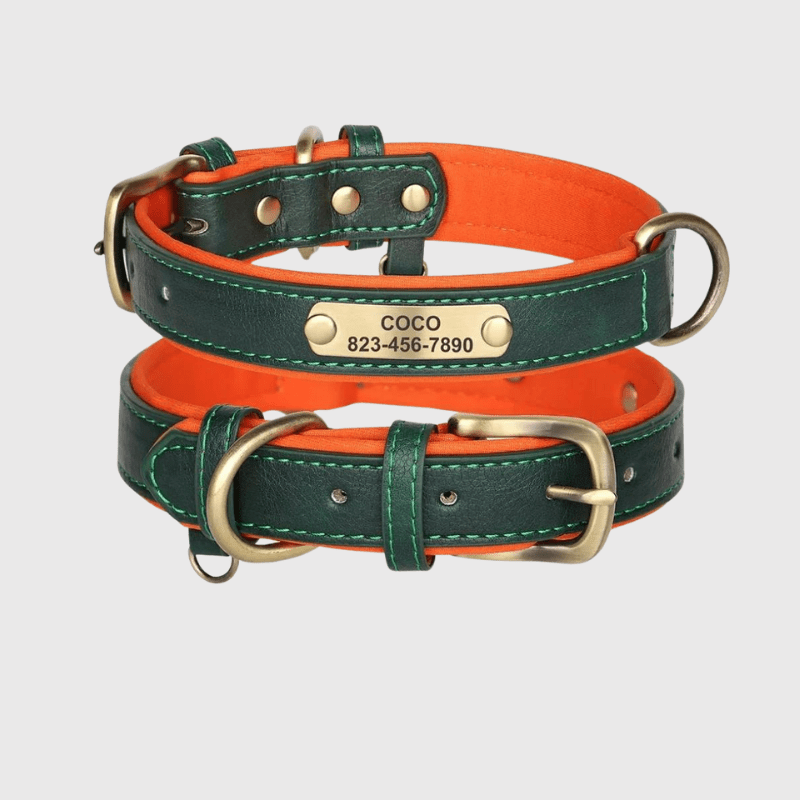 Collier chien plaque vert