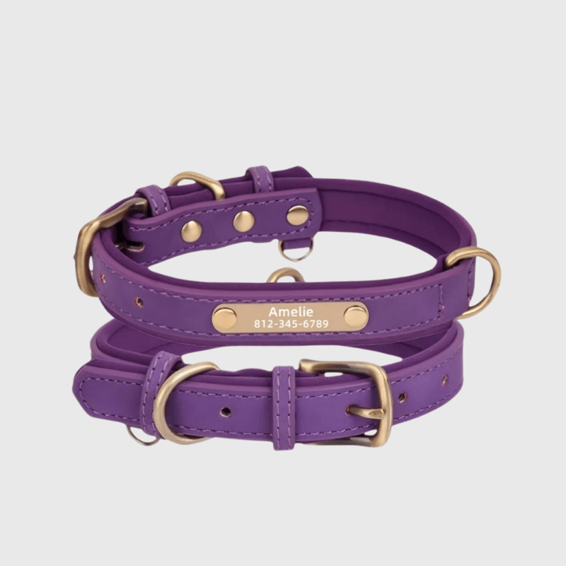 Collier chien plaque violet