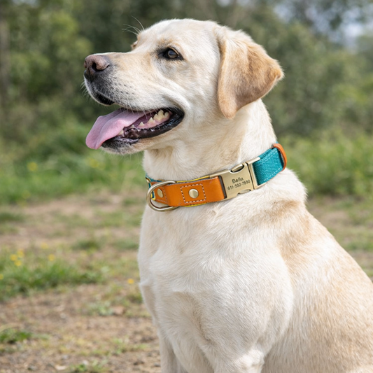 collier et laisse pour chien personnalisé - Paradis Chien