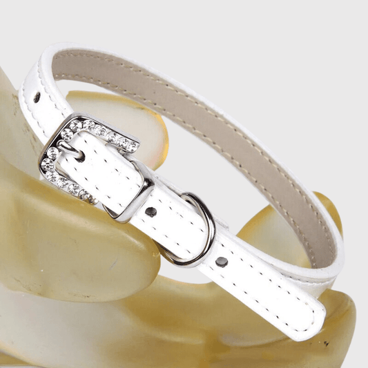 Collier petit chien