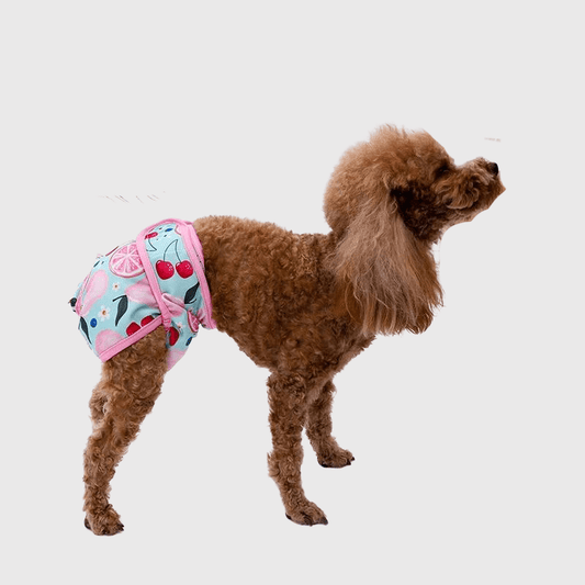 Culotte bleu ciel pour chienne en chaleur caniche