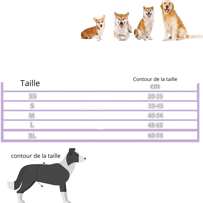 Culotte élastique pour chien taille