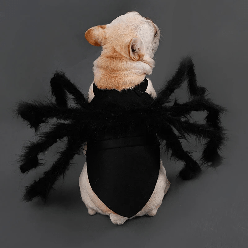 Deguisement halloween chien araignee bouledogue