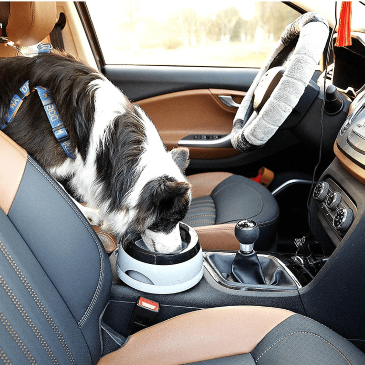 Gamelle eau chien anti eclaboussure voiture