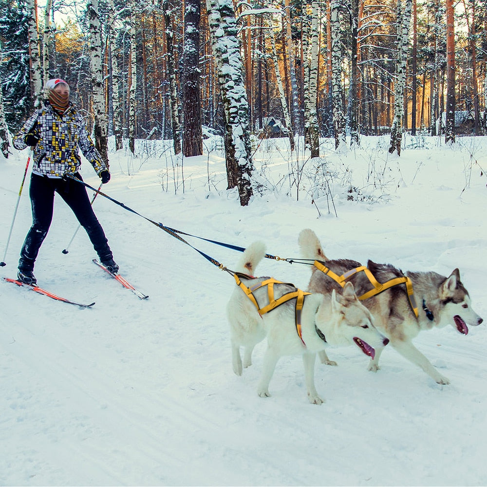 Harnais chien Canicross sur chiens et une personne qui fait du ski