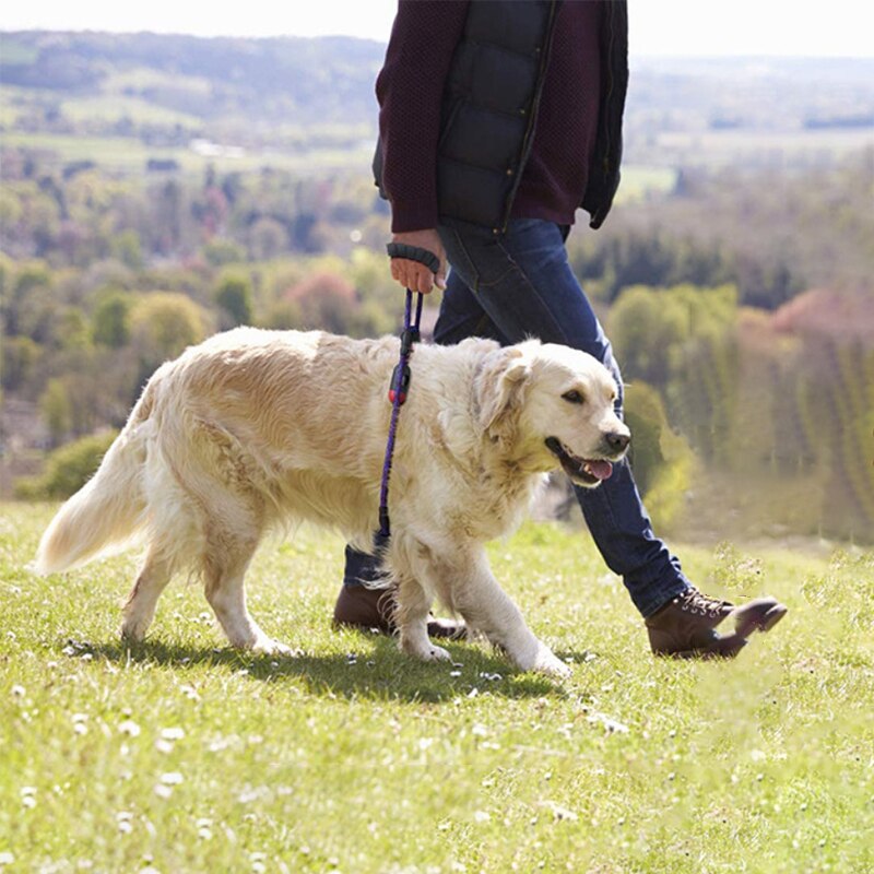 Double laisse pour deux chiens