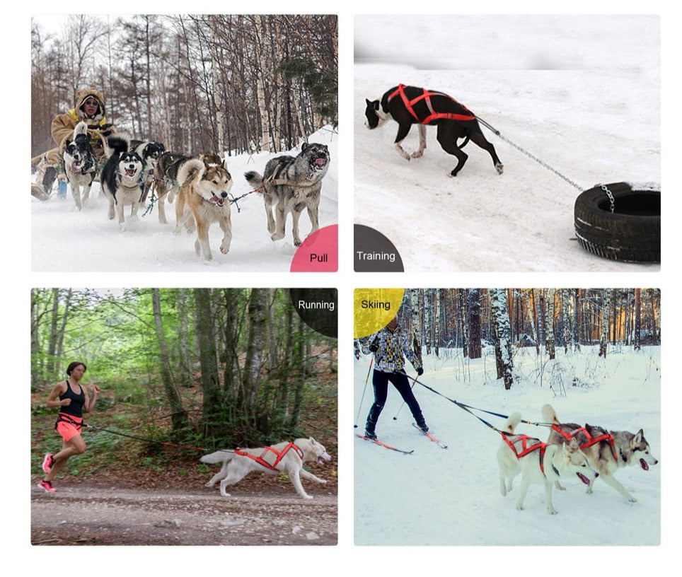 Harnais chien Canicross differents exemples d'utilisation du harnais