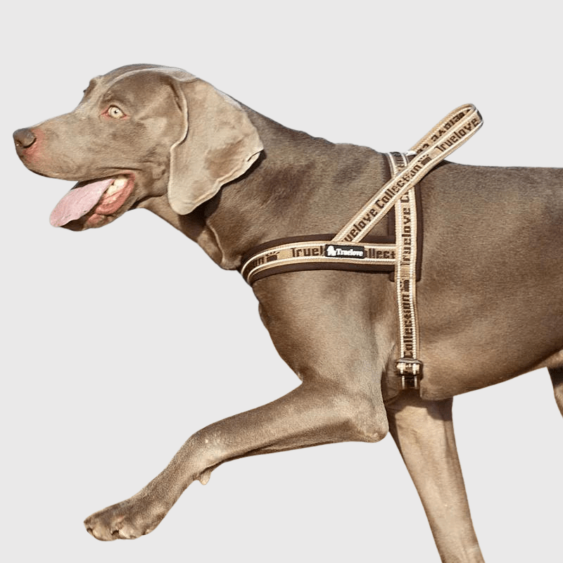Harnais avec poignée pour chien beige marron