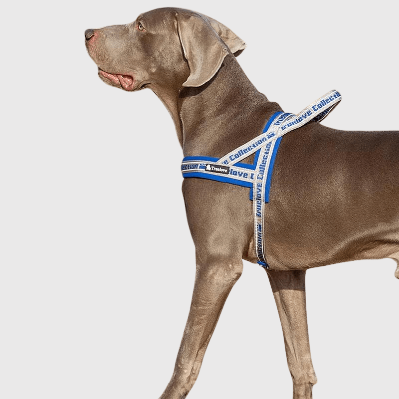 Harnais avec poignée pour chien bleu