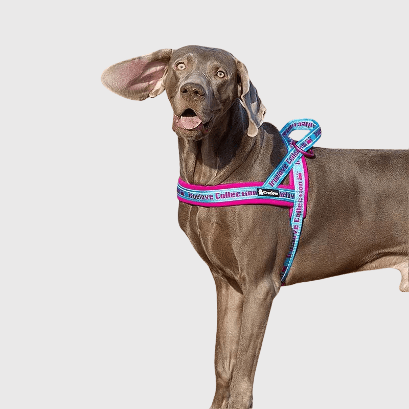 Harnais avec poignée pour chien fuschia