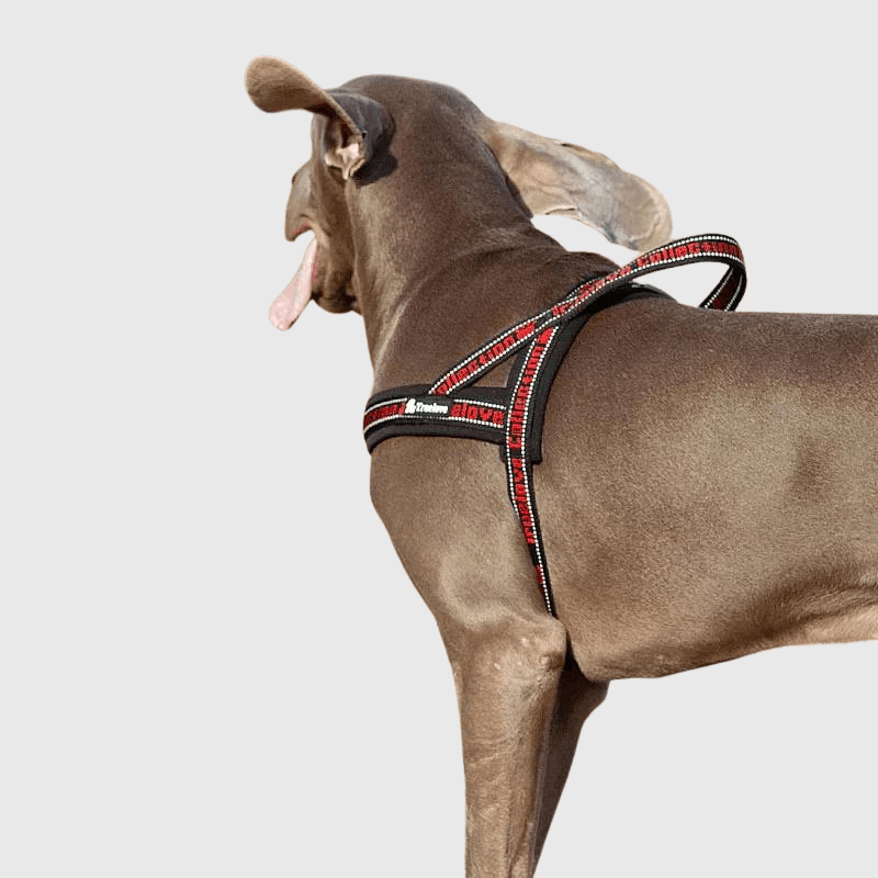 Harnais avec poignée pour chien rouge et noir