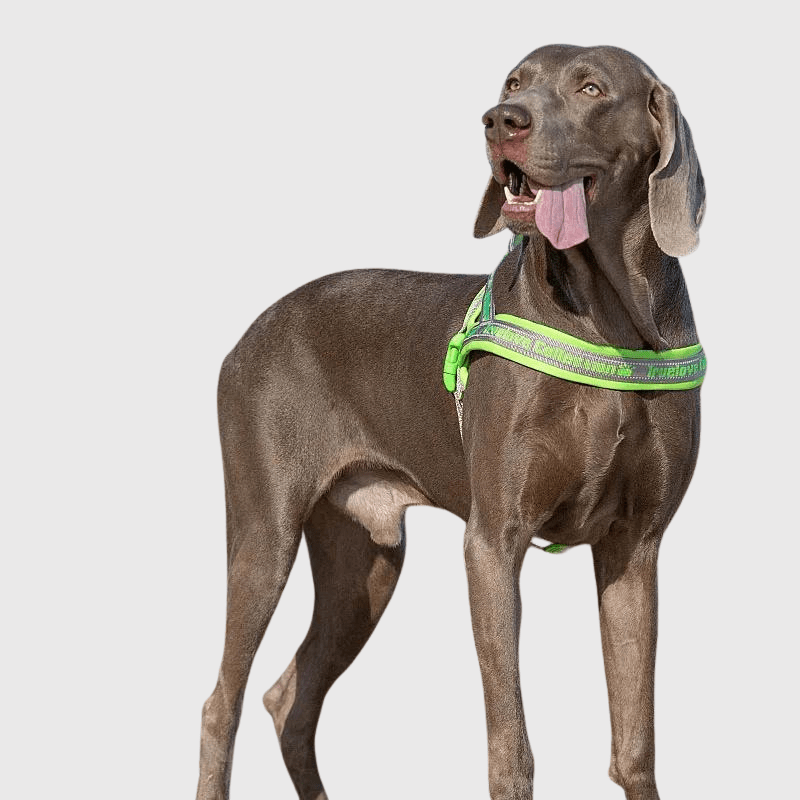 Harnais avec poignée pour chien vert