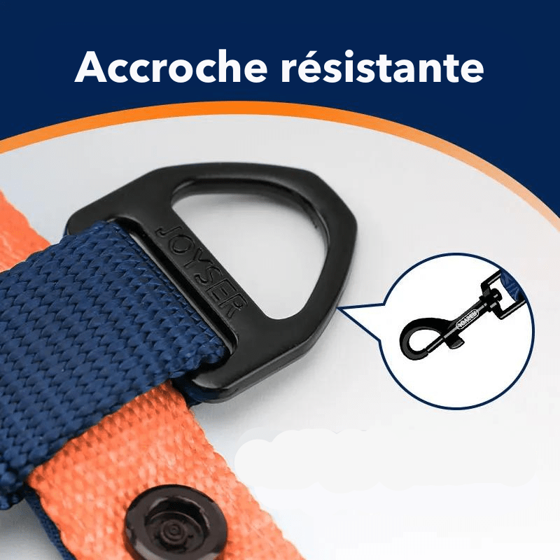 Harnais chien en h accroche