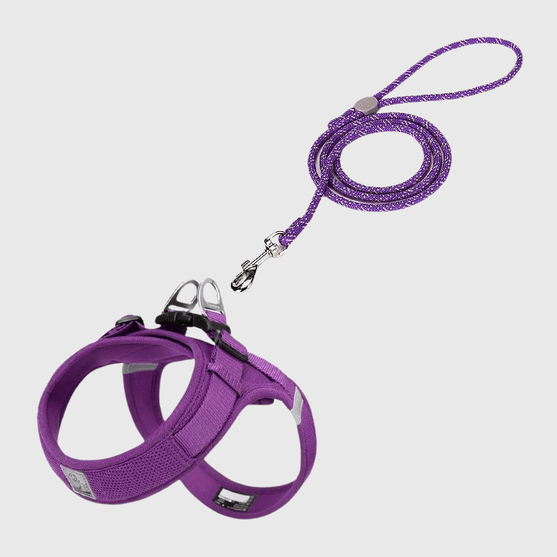 Harnais chien en t violet
