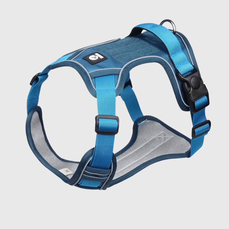 Harnais pour chien Bleu