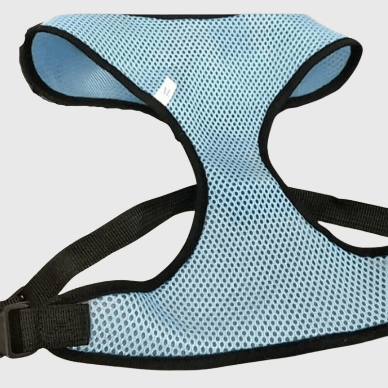 Harnais sport chien bleu clair