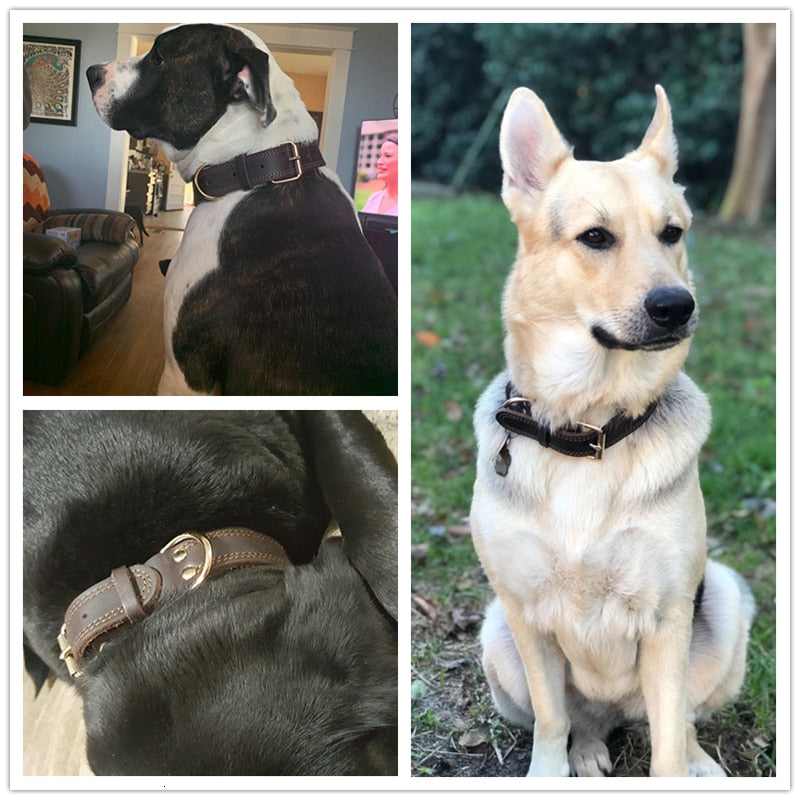 Collier chien en cuir exemple chien
