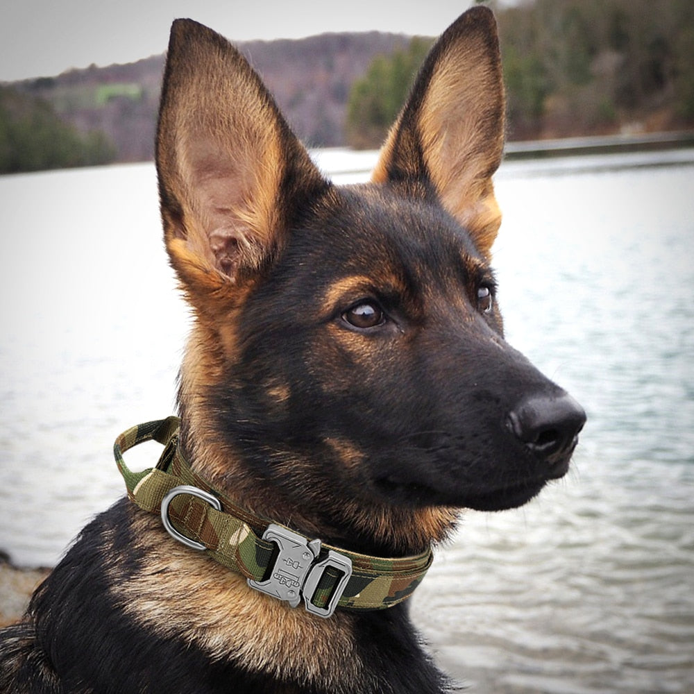 Collier chien chiot