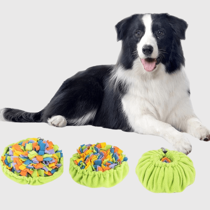 Jouet intelligent pour chien border collie