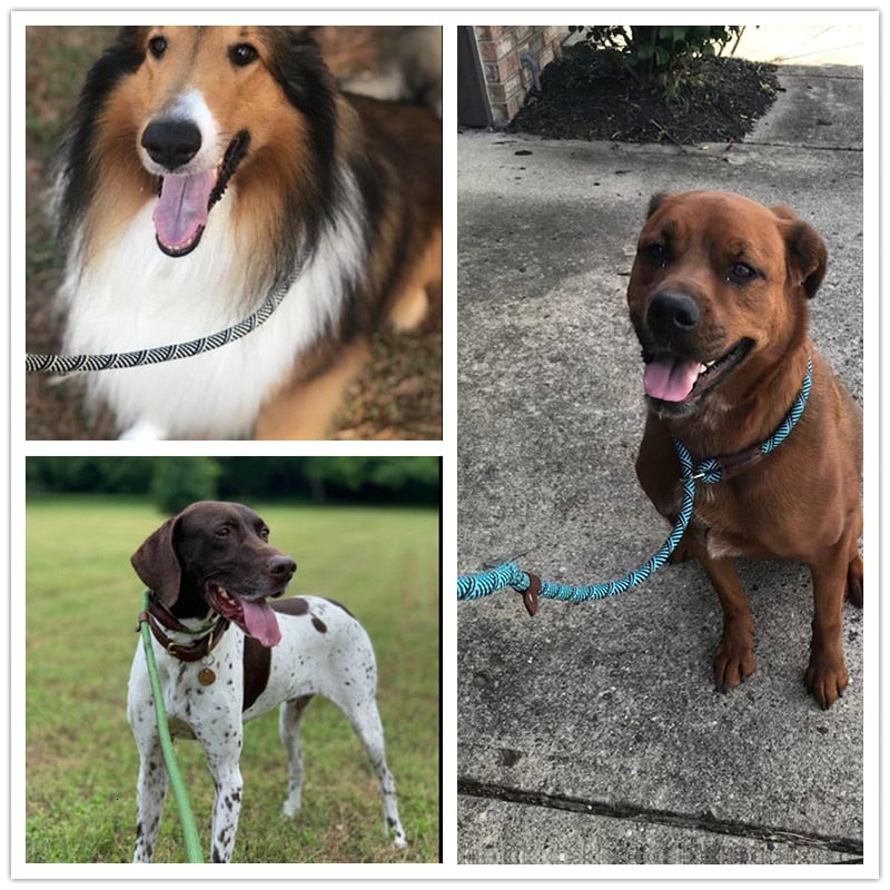 Laisse corde pour chien exemple chiens