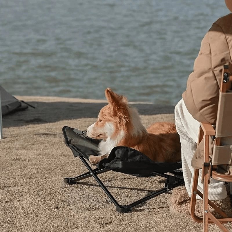 Lit de camp relax pour chien corgi plage