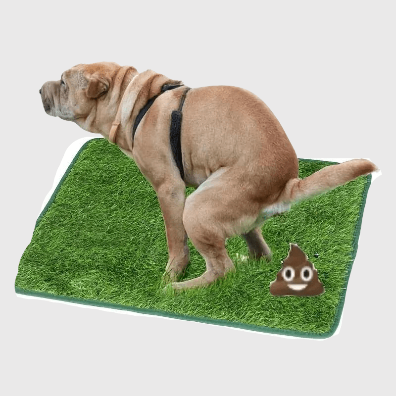 Litiere pour chien appartement adulte caca
