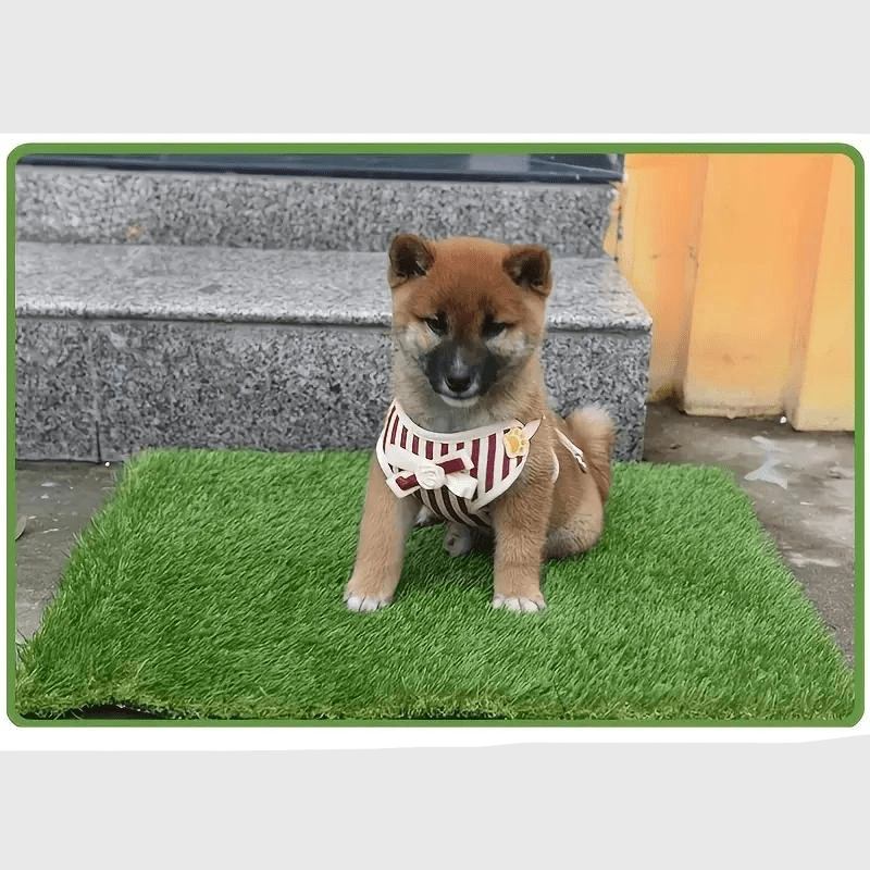 Litiere pour chien appartement shiba ina