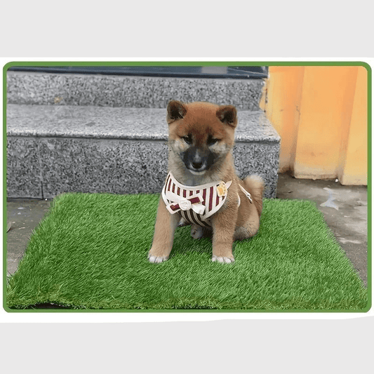 Litiere pour chien appartement shiba ina