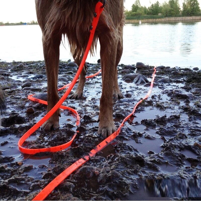 Longe fine pour chien exemple eau